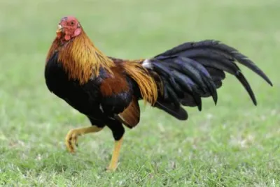 rooster