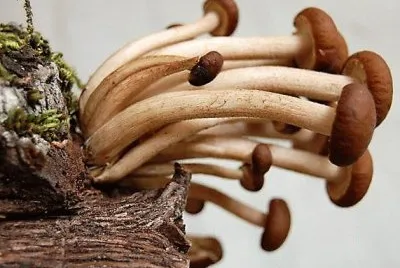 natural jigsaw puzzle