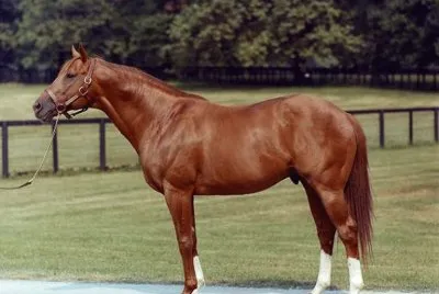 American toroughbred