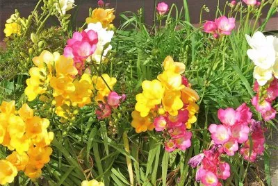 flores