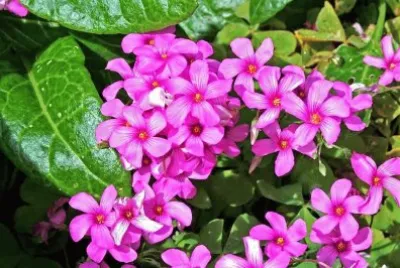 flores jigsaw puzzle