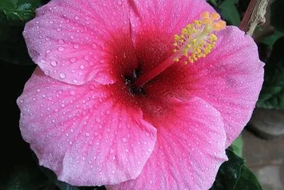 flores