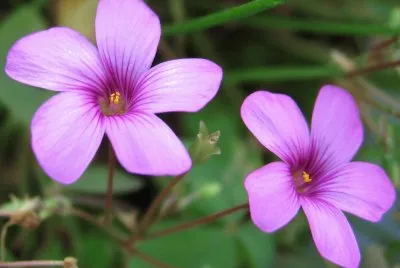 flores