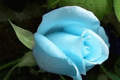 flores