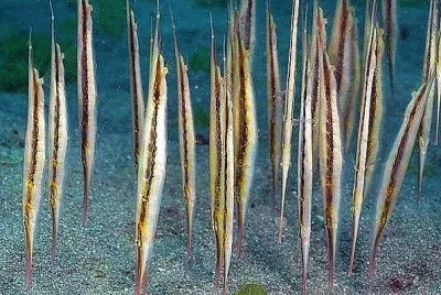 natural -peixes