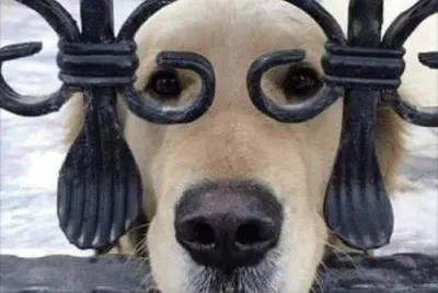 CÃ£o do Zorro.