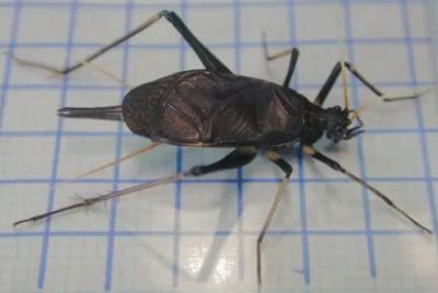 פאזל של Suzumuschi