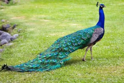peacock