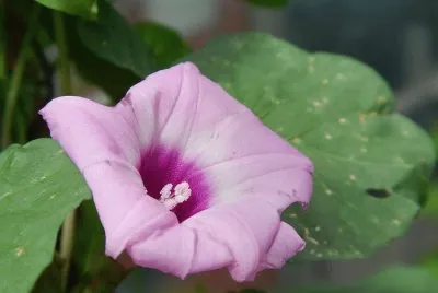 Fleur de patate douce