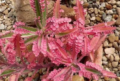 natural jigsaw puzzle