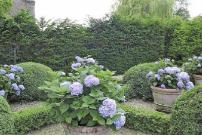 flores