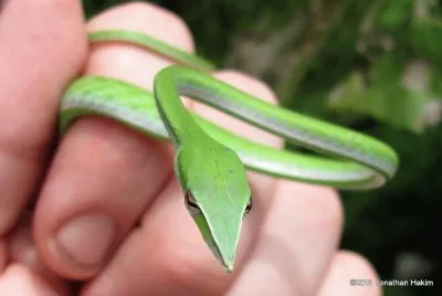 natural jigsaw puzzle