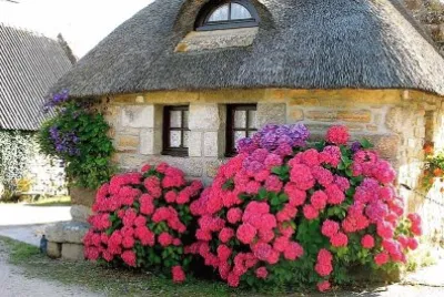flores