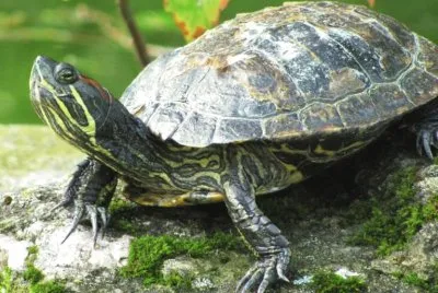 NATURAL jigsaw puzzle
