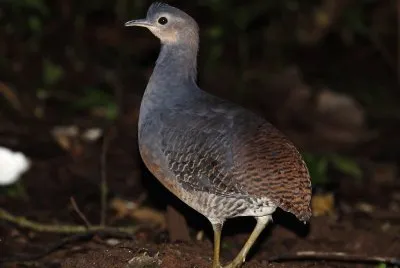 Tinamo zampegialle