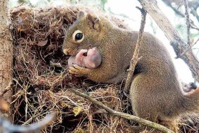 natural jigsaw puzzle