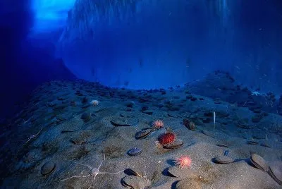 Adamussium colbecki