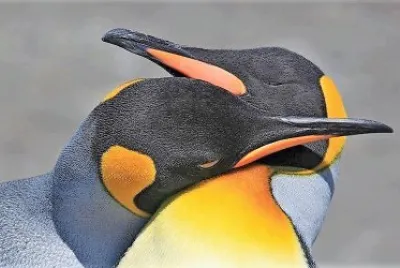 natural