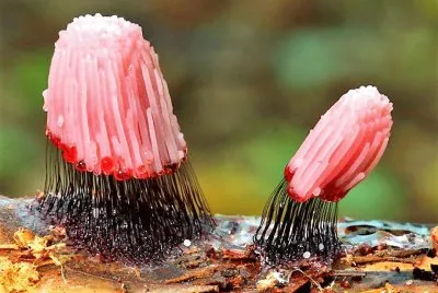 natural jigsaw puzzle