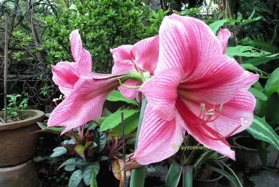 flores jigsaw puzzle