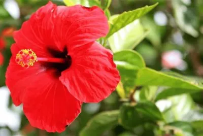 flores