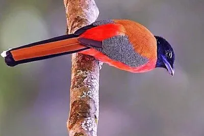 natural