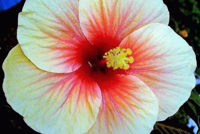 flores