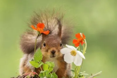 flores jigsaw puzzle
