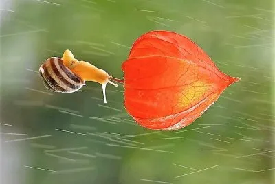 natural