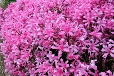 flores jigsaw puzzle