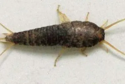 פאזל של Lepisma saccarina