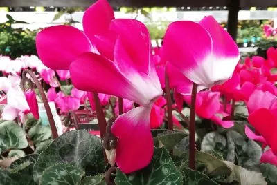 Cyclamen