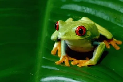 Frog jigsaw puzzle