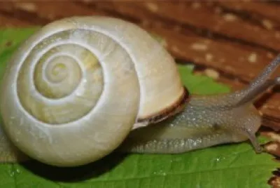 l 'escargot