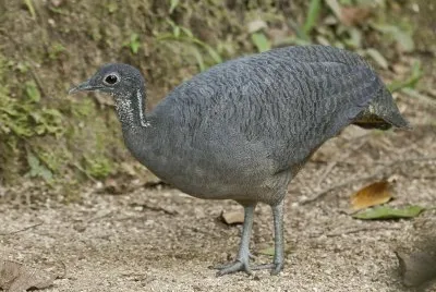 Tinamo zampegrigie