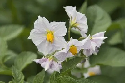 Fleurs de pommes de terre