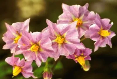 Fleurs de pommes de terre
