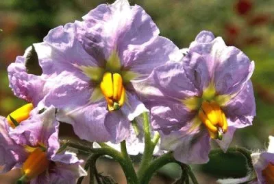 Fleurs de pommes de terre