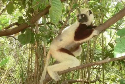 Sifaka di coquerel