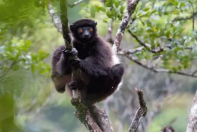 Sifaka di milne edwards '