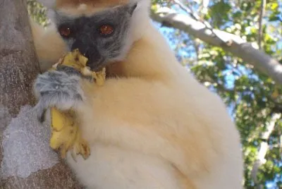 Sifaka dalla corona dorata jigsaw puzzle