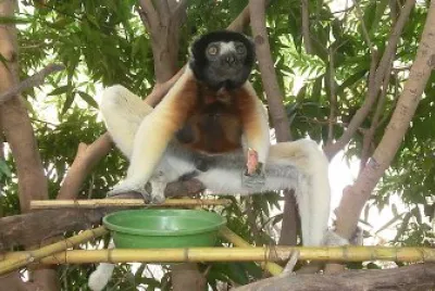 Sifaka coronato
