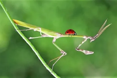 natural