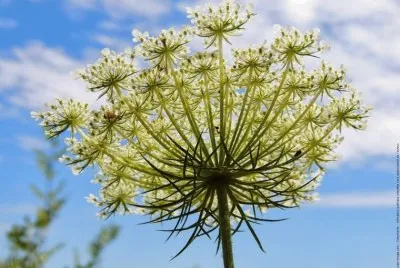 Fleur de carotte sauvage