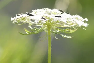 Fleur de carotte sauvage