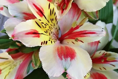 flores