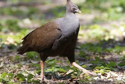 Megapodio piediarancio