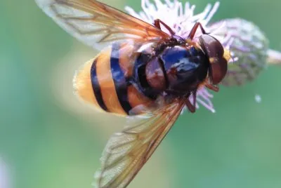 Volucella zonaria