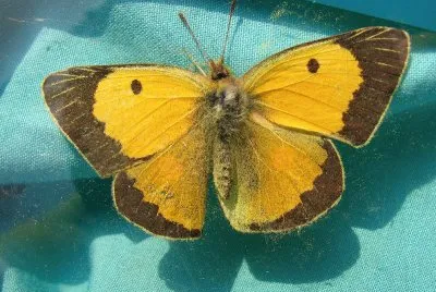 Coliade sulfurea