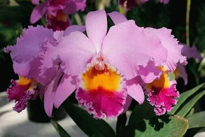 Catleya